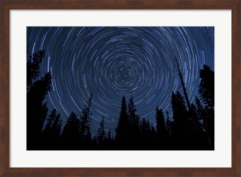 Framed Star trails and a meteor above pine trees in Lassen Volcanic National Park Print