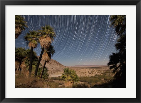 Framed California Fan Palms and a mesquite grove in a desert landscape Print