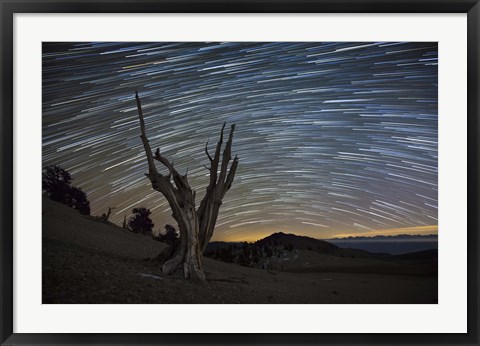 Framed dead bristlecone pine tree against a backdrop of star trails Print