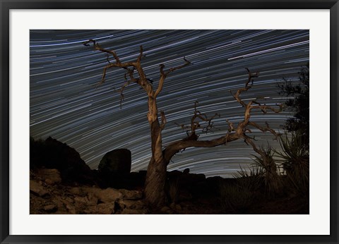 Framed dead Pinyon pine tree and star trails, Joshua Tree National Park, California Print