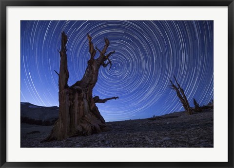 Framed Star trails above an ancient bristlecone pine tree, California Print