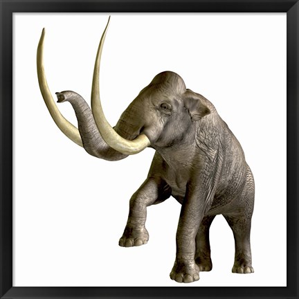 Framed Columbian Mammoth Print