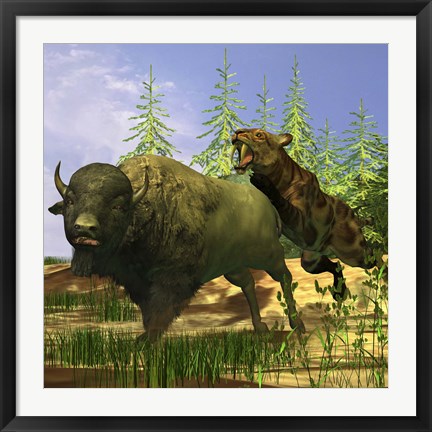 Framed Saber-Tooth cat pounces onto a frightened Buffalo Print