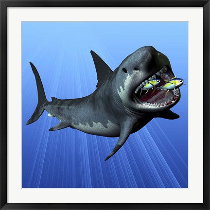 Framed Cenozoic Era Megalodon devours two swimming tuna Print