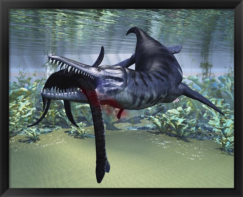 Framed Liopleurodon attacks a Plesiosaurus Print