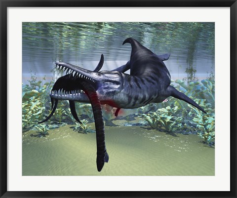 Framed Liopleurodon attacks a Plesiosaurus Print