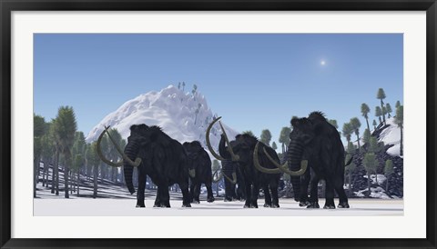 Framed herd of Woolly Mammoths migrate to a warmer climate in the Pleistocene Age Print