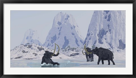 Framed Woolly Mammoth struggles for survival as he falls through ice on a frozen lake Print