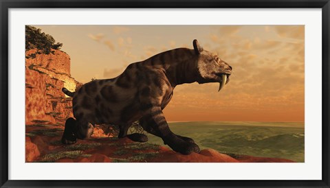 Framed prehistoric Smilodon Cat is on the prowl for his next prey Print