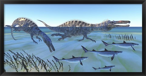 Framed Two Suchomimus dinosaurs hunting small sharks Print