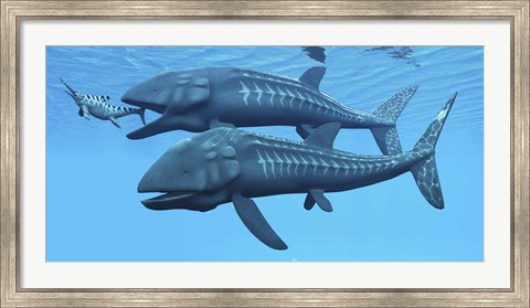 Framed Leedsichthys fish about to swallow an Ichthyosaurus marine reptile Print