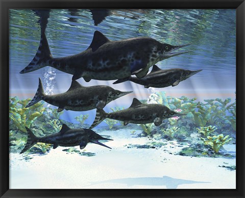 Framed group of Ichthyosaurs swimming in prehistoric waters Print