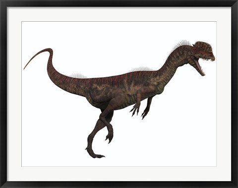 Framed Dilophosaurus, a predatory dinosaur from the Jurassic period Print