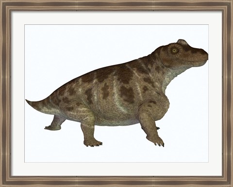 Framed Keratocephalus, a semi-aquatic dinosaur from the Permian Age Print