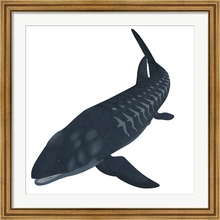 Framed Leedsichthys, an extinct bony fish from the Mesozoic Era Print