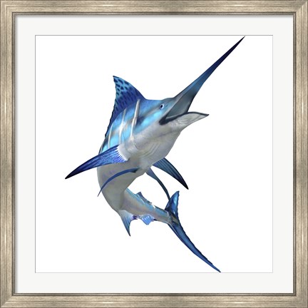 Framed Blue Marlin Print