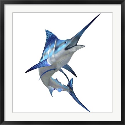 Framed Blue Marlin Print