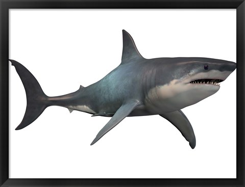 Framed Megalodon shark, a predator from the Cenozoic Era Print