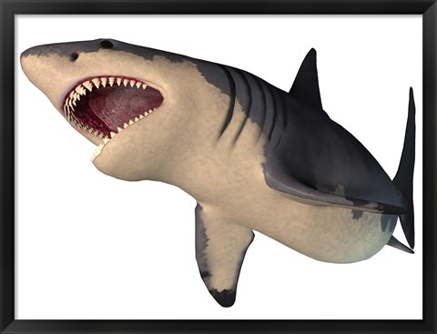 Framed Megalodon shark, an enormous predator from the Cenozoic Era Print