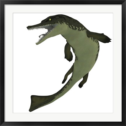 Framed Metriorhynchus, an extinct genus of crocodyliform from the Jurassic Period Print