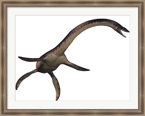 Framed Plesiosaurus, large marine predatory reptile from the Jurassic Era Print