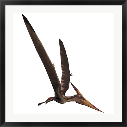 Framed Pteranodon, a reptilian bird from the Late Cretaceous Period Print