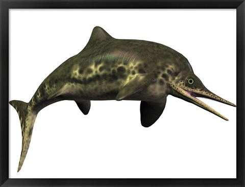 Framed Stenopterygius was an ichthyosaur from the Jurassic Period Print