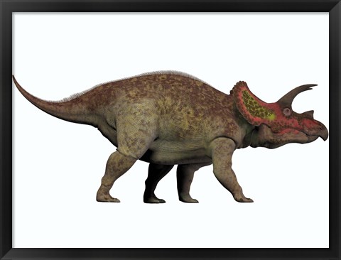 Framed Triceratops, a herbivorous dinosaur from the Cretaceous Period Print