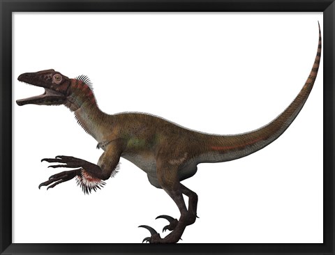 Framed Utahraptor, a carnivorous dinosaur from the Cretaceous Period Print