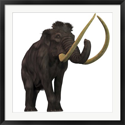 Framed Woolly Mammoth Print