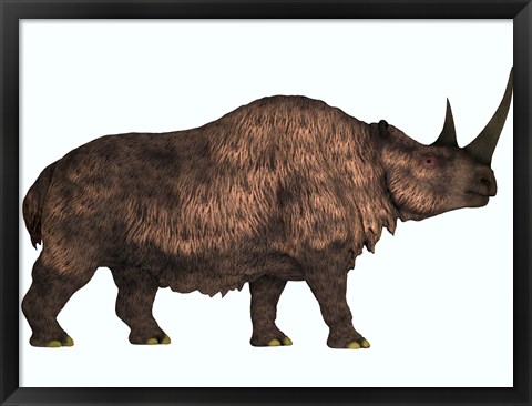 Framed Woolly Rhinoceros, an extinct mammal from the Pleistocene Period Print