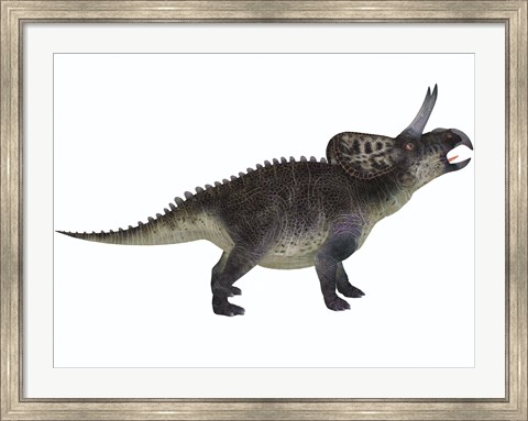 Framed Zuniceratops, a ceratopsian herbivore from the Cretaceous Period Print