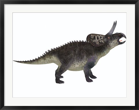 Framed Zuniceratops, a ceratopsian herbivore from the Cretaceous Period Print