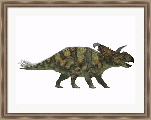 Framed Albertaceratops dinosaur from the Upper Cretaceous Era Print