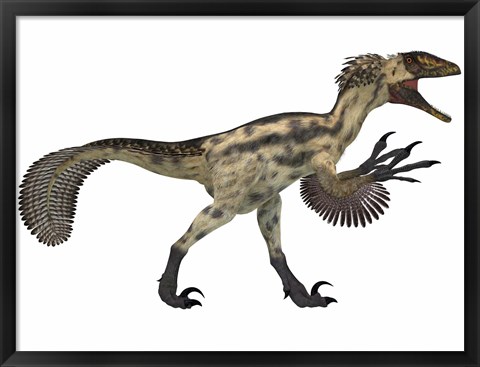 Framed Deinonychus, a carnivorous dinosaur from the early Cretaceous Period Print