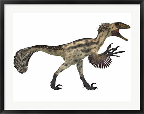 Framed Deinonychus, a carnivorous dinosaur from the early Cretaceous Period Print