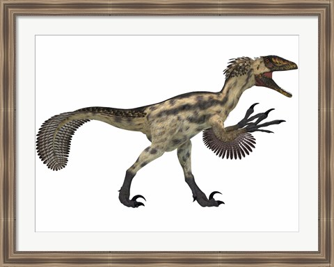 Framed Deinonychus, a carnivorous dinosaur from the early Cretaceous Period Print