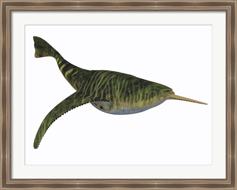 Framed Doryaspis is an extinct genus of primitive jawless fish Print