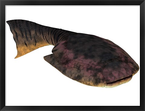 Framed Drepanaspis is an extinct species of primitive jawless fish Print