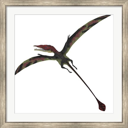 Framed Eudimorphodon, a pterosuar from the Late Triassic Period Print