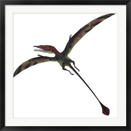 Framed Eudimorphodon, a pterosuar from the Late Triassic Period Print