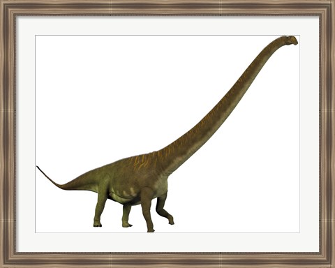 Framed Mamenchisaurus, a sauropod dinosaur Print