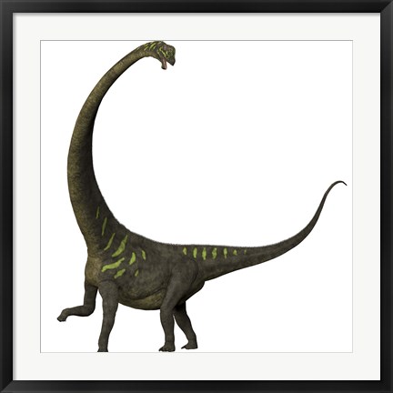 Framed Mamenchisaurus, a plant-eating sauropod dinosaur Print