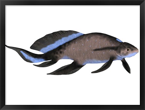 Framed Scaumenacia is an extinct genus of lobe-finned fish Print