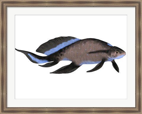 Framed Scaumenacia is an extinct genus of lobe-finned fish Print