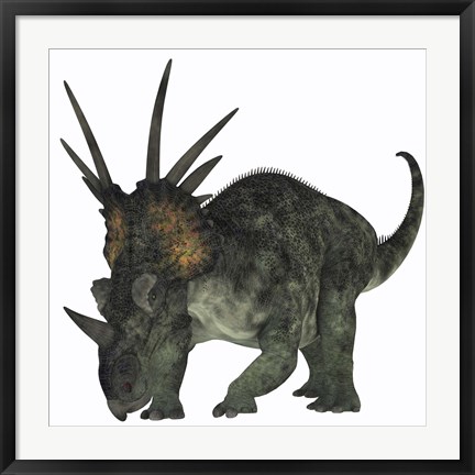 Framed Styracosaurus, a herbivorous ceratopsian dinosaur Print