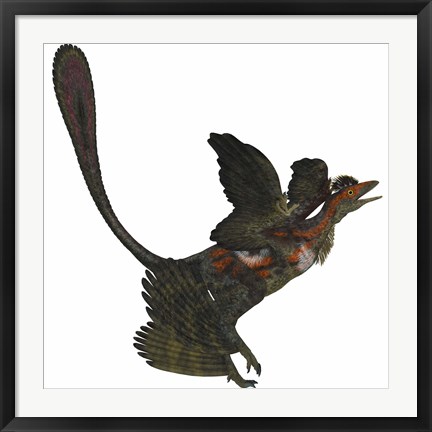 Framed Microraptor, an extinct small flying dinosaur from the Cretaceous Period Print