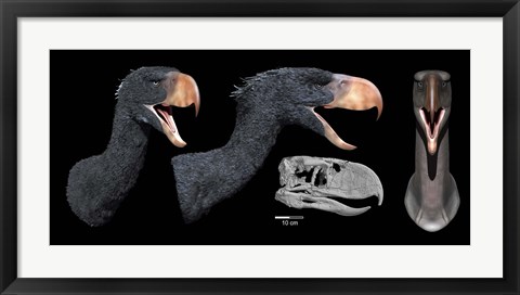 Framed Head reconstruction of Andalgalornis steulleti Print