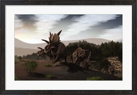 Framed Herd of Xenoceratops foremostensis from the Cretaceous Period Print