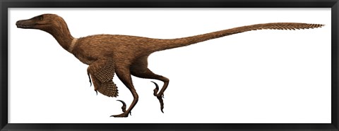 Framed Velociraptor mongoliensis was a mid-sized dinosaur from the Cretaceous Period Print